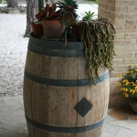 piante grasse