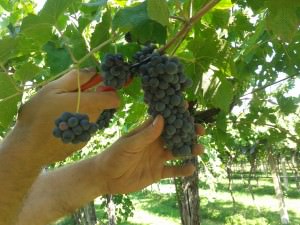 Vendemmia
