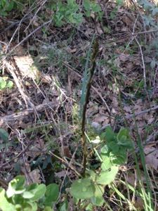 20140322-103427.jpg
