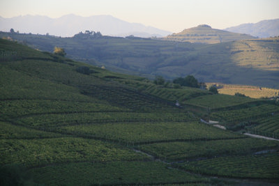 salvarenza
