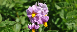 fiore della patata