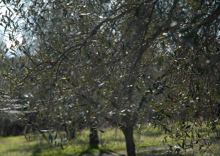 Olivi Tuscia, foto di Francesca Mordacchini Alfani