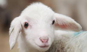 agnello