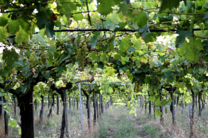 vigneto menicocci