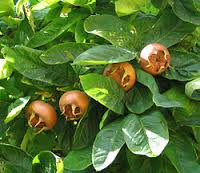 Nespolo Comune (Mespilus germanica)