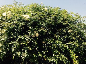 roseto