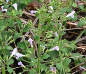 nepitella