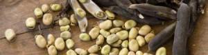 Fava Cottora dell’Amerino (Umbria)