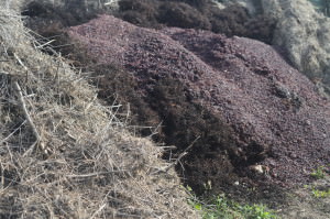 Raccolta materiali per il compost