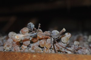 pieropan appassimento
