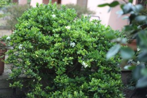 eutizio gardenia