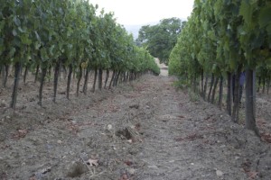 poggio grande terreni