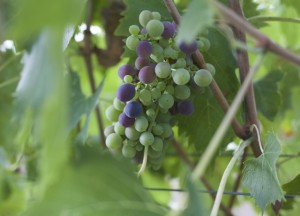 poggio grande uva