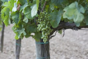 poggio grande uva bianca