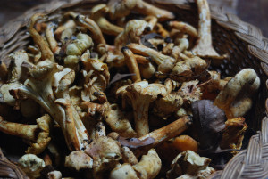 galletti