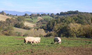 il-casaletto-maiali2
