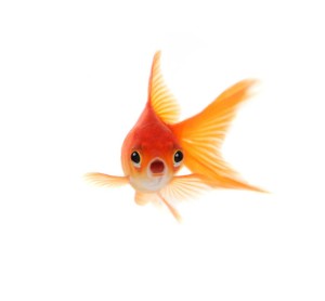 pesce rosso