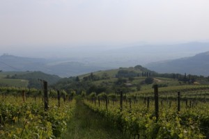 Gini panorama