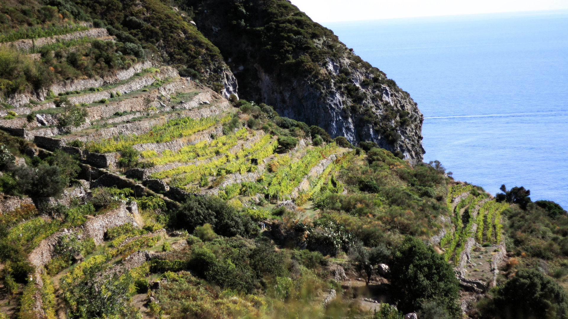 vigneti migliaccio