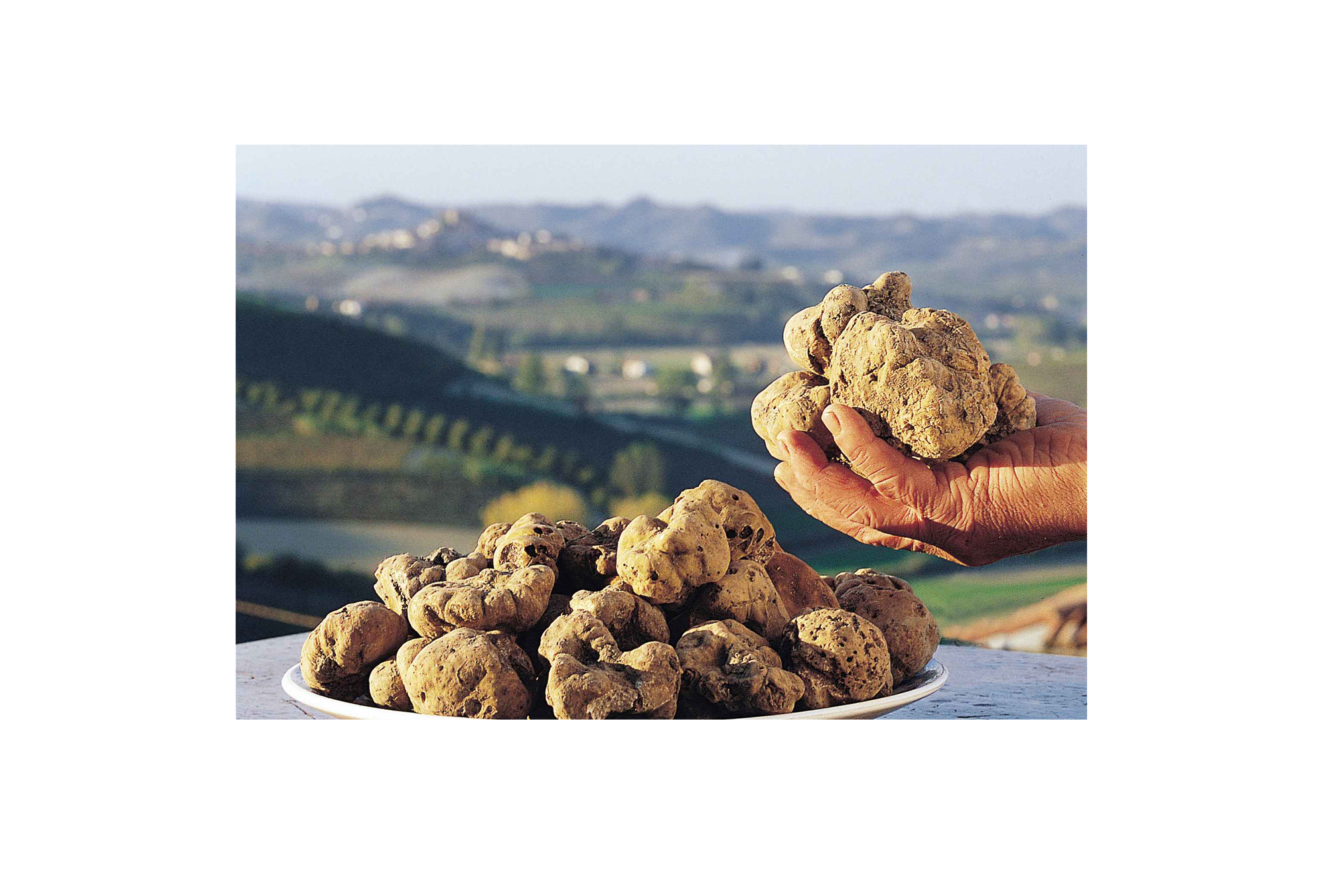 tartufo