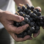 VINO_Gallery_021