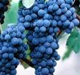 grignolino