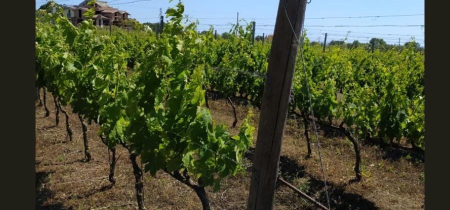 vigna 2