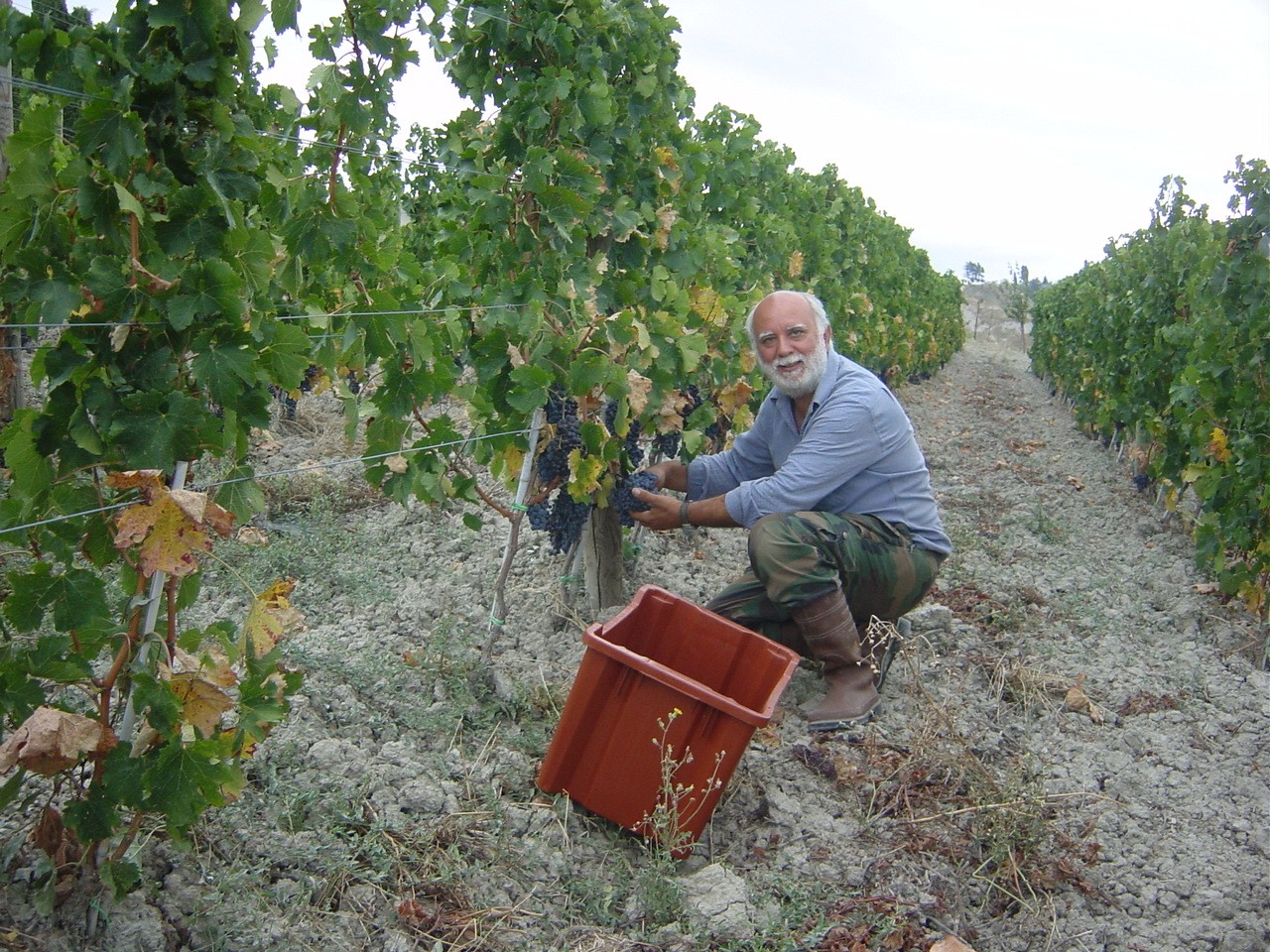 Vendemmia-2007-003