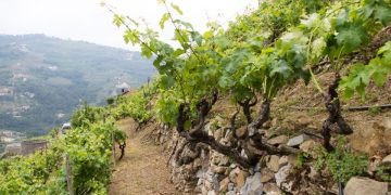 Le viti prefillosseriche di Rossese Bianco