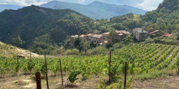 Uva Paccò, Genia, di Serafì, Crucchiola, Promotiche