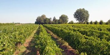 Albanella Tellarini, Balsamino, Centesimino, Longanesi vitigni storici del ravennate