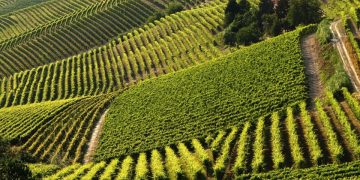 Filippo Mobrici nuovo presidente del Consorzio Barbera D’Asti e vini del Monferrato