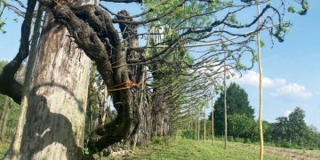 “Storie di Patriarchi Profeti ed Eroi” il nuovo libro di Graspo sarà presentato a Vinitaly 2026