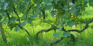 Filippo Costa custode a Maser della Recaldina e del Pecolo Scuro
