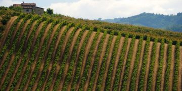 Consorzio Vini di Romagna: Roberto Monti riconfermato Presidente