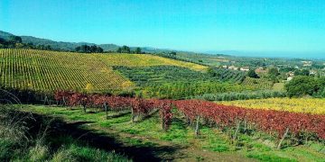 Valdarno di Sopra day 2026: le nostre impressioni