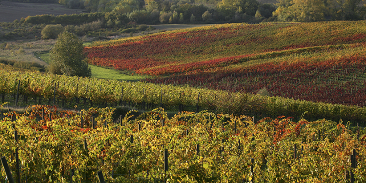 L’Altra Toscana 2026: le nostre impressioni