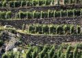Con Old Vines Tourism, G.R.A.S.P.O. promuove le vecchie vigne come nuova meta turistica
