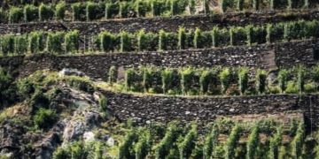 Con Old Vines Tourism, G.R.A.S.P.O. promuove le vecchie vigne come nuova meta turistica
