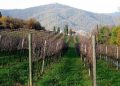 Consorzio Tutela Valcalepio: Marco Locatelli confermato presidente
