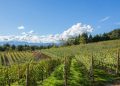 Consorzio Tutela Nebbioli Alto Piemonte presenta la prima mappa dei suoi territori