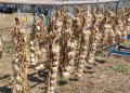 L’Aglio Rosso di Proceno diventa presidio Slow Food