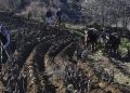 Il Canolare vitigno storico di Mamoiada
