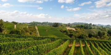 Alessandro Costa nuovo presidente del Consorzio Tutela Roero