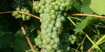 L’Asprinio, gli Etruschi e la vite maritata