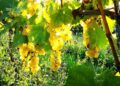 Cascina Melognis e il Gouais Blanc