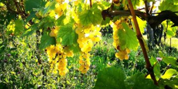 Cascina Melognis e il Gouais Blanc