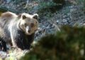 Tutela dell’Orso Bruno Marsicano