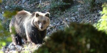 Tutela dell’Orso Bruno Marsicano