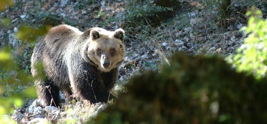 Copertina articolo orso marsicano